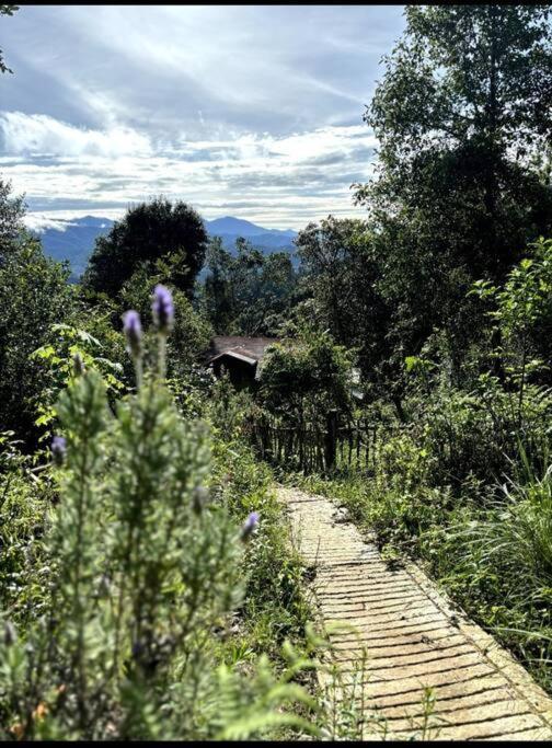 Rest In The Forest, Armadillo Cabin Apartment San Mateo Rio Hondo Exterior photo