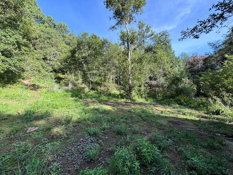 Rest In The Forest, Armadillo Cabin Apartment San Mateo Rio Hondo Exterior photo